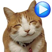 Скачать Анимированные WAstickerApps коты и котята Наклейки - Разблокированная Русская версия 5.0 бесплатно apk на Андроид
